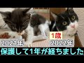 #139 奇跡の回復!!骨盤骨折の大怪我をしガリガリに痩せ細ってボロボロの状態だった仔猫の1年!