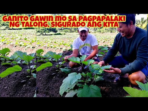 Video: Bulaklak mula pagkabata - gloxinia: pagtatanim at pangangalaga