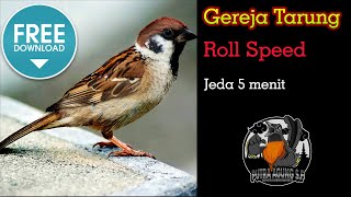 Masteran Gereja Tarung Roll speed rapat (Suara Asli)