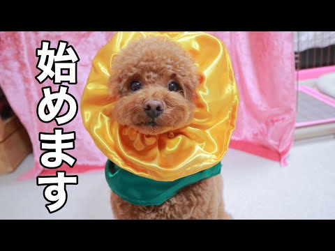 【ご報告】トイプードルのさくらさんがyoutube始めました。