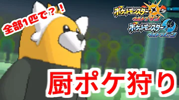 ポケモン キテルグマ