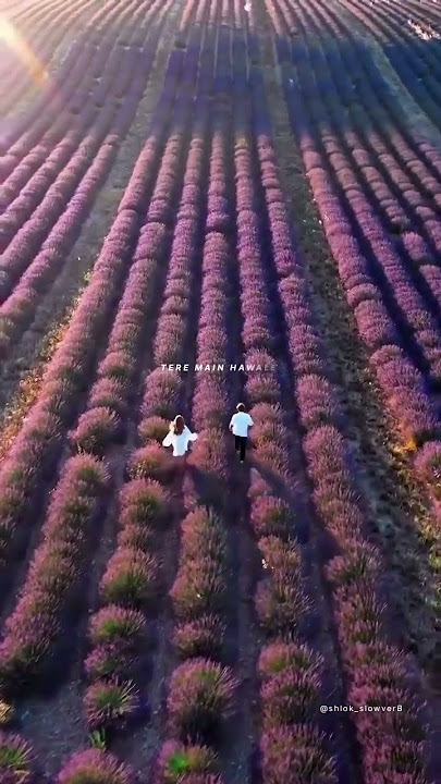 Manwa lage (Slowed   reverb) - Aesthetic lyrics status || #aesthetic #lofi #shortsfeed