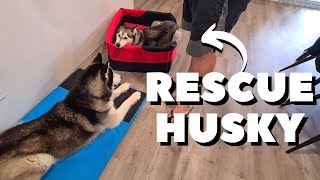 Getting to Know Our Rescue Husky | Living With Two Huskies