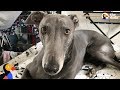 Rescue Greyhound Dog Loves To Race Around His New Forever Home - BLUE | The Dodo