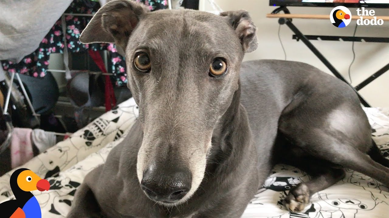 grey greyhound dog