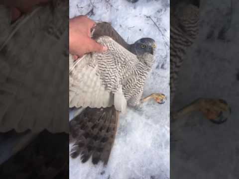 Video: Zabije jastrab holuba?