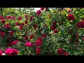 How to sharing our beautiful blossomroses farming  wide open transit farm