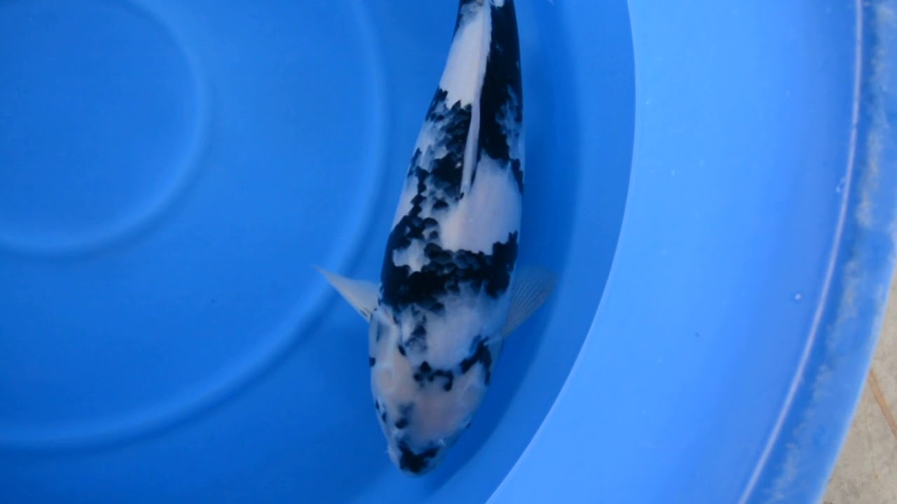 WDC2018 面迫養鯉場 auction No2白写り3才66cmメス オルカOrca YouTube WDC2018 面迫養鯉場 auction No2白写り3才66cmメス オルカOrca YouTube