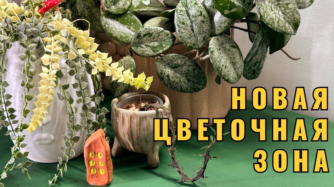 Обустройство новой зоны с растениями🌱самодельная тумба, досветка, подбор растений. 