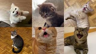 Unholy but Cats Sung It (Cats Version Cover)