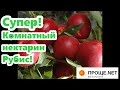 Карликовый (комнатный) нектарин Рубис - цветение в декабре!! 🍑Описание сорта, агротехника и уход.