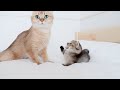 Kitten kiki gets angry when mother cat is even a little away