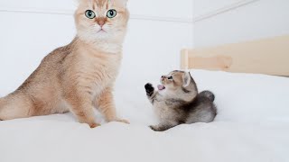 Kitten Kiki gets angry when mother cat is even a little away...