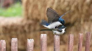 Tree Swallows Mating