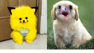 Funny and Cute Dog Pomeranian 😍🐶| Funny Puppy Videos #362