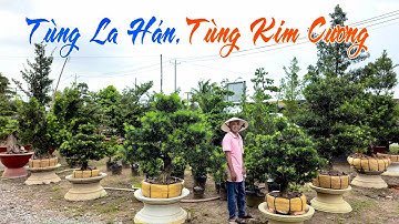Lê Khải 11/9 #0907819719 chào bán cây cảnh - Tùng Kim Cương, Tùng La Hán