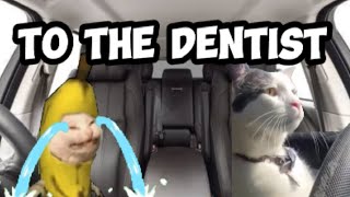 CAT MEMES: TO THE DENTIST