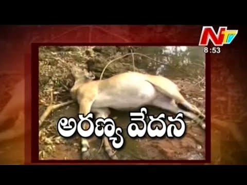 Animals Hunting in Adilabad Forest - Be Alert - YouTube