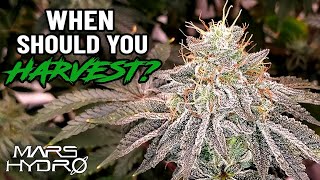 When Is The Right Time To Harvest? ORGANIC CANNABIS HARVEST - The Mars Grow: S7 EP6