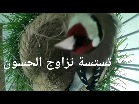 عندك أزواج حسون في القفص شغل لهم هذا المقطع 