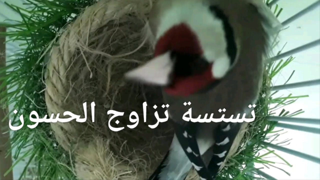 عندك أزواج حسون في القفص شغل لهم هذا المقطع