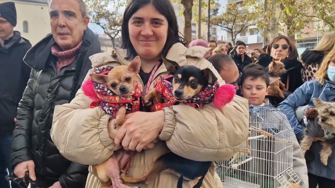 Bendición de animales en Huesca por San Antón
