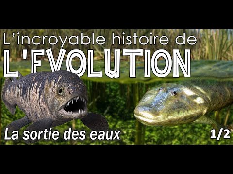 Vidéo: Qui les amphibiens pondent-ils dans l'eau ?