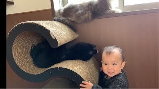 赤ちゃんと子猫を引き寄せる猫 ノルウェージ ャンフォレストキャット A cat that calls a baby and a kitten