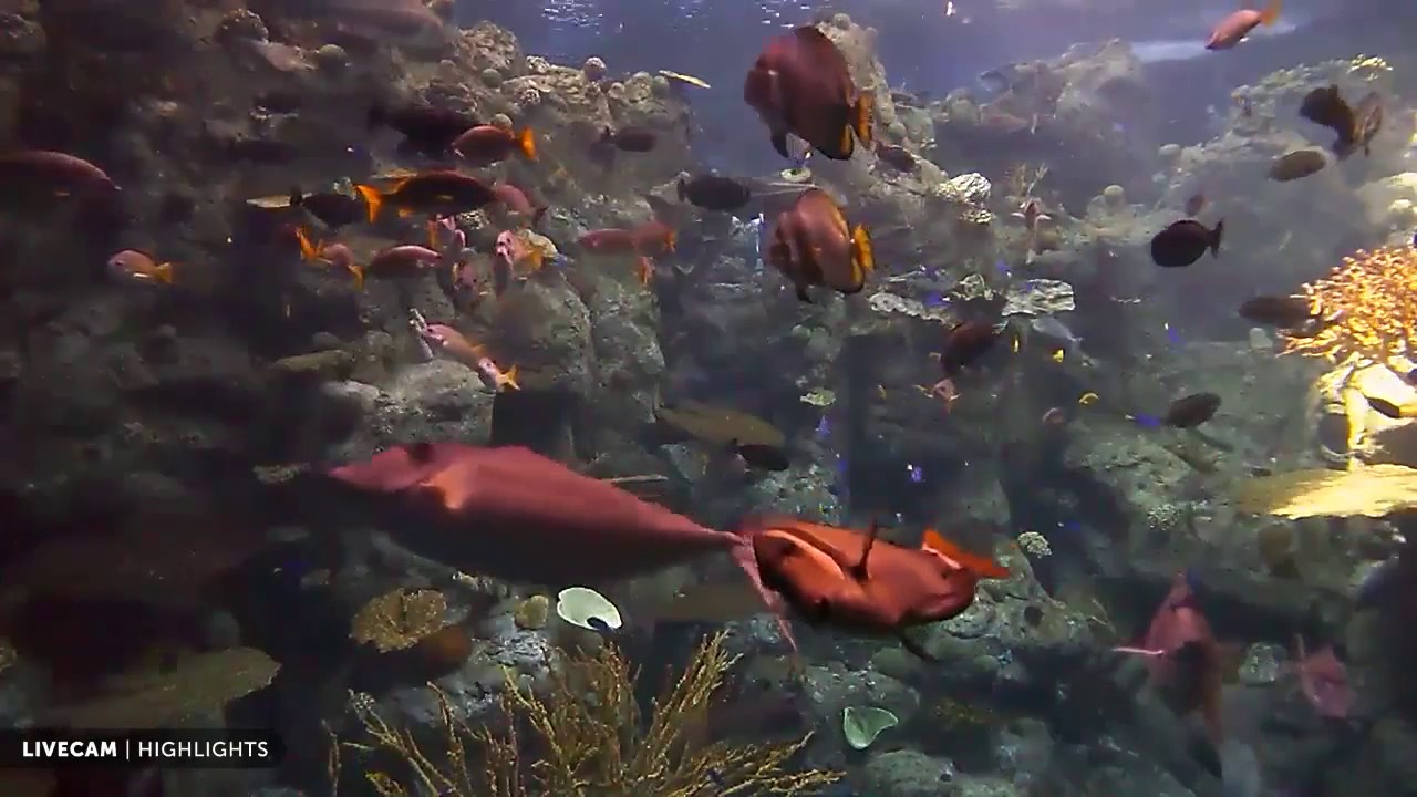 Tropical Reef Camera powered by EXPLORE org 720p 30fps H264 256kbit AAC ...