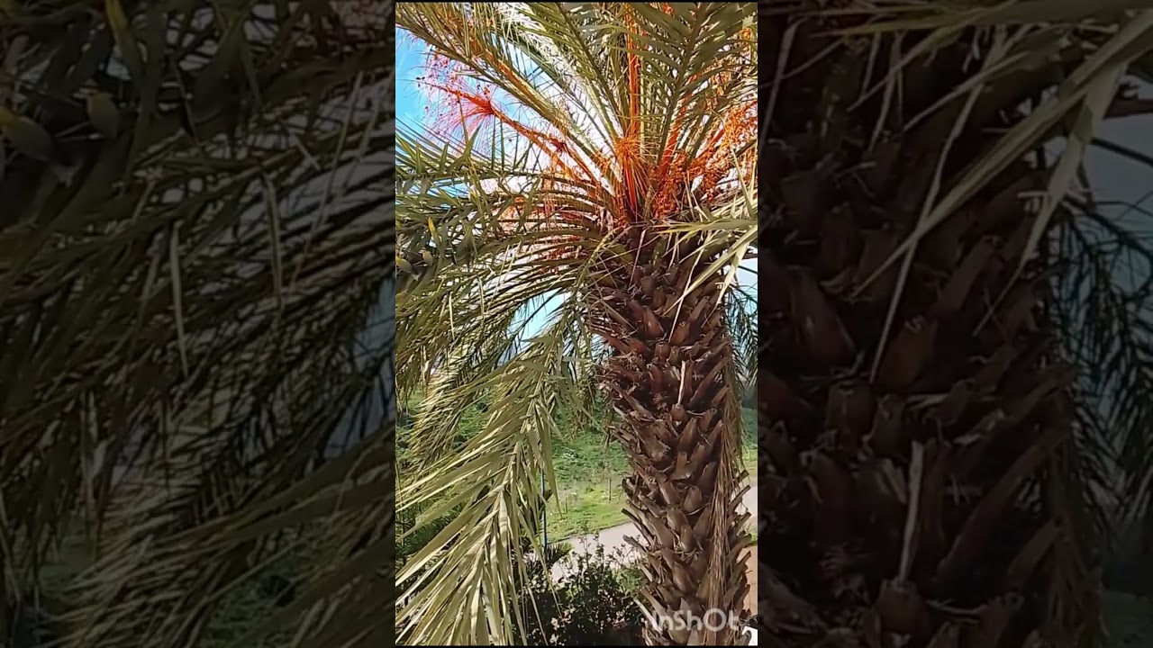 أذكار الصباح