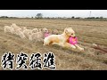 馬のように走るゴールデンレトリバー!!