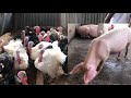 I Visited A Turkey, Chicken, Pig, Goat, Ram Livestock Farm -  Noah's Ark Empire Ltd Ep1