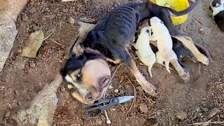 Gave birth while a rope imbedded into her neck, the mama dog squeezed her strength to feed her cubs screenshot 2