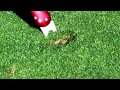 How to Properly Repair a Golf Ball Mark or Divot on the green