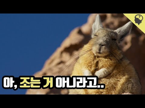 비스카