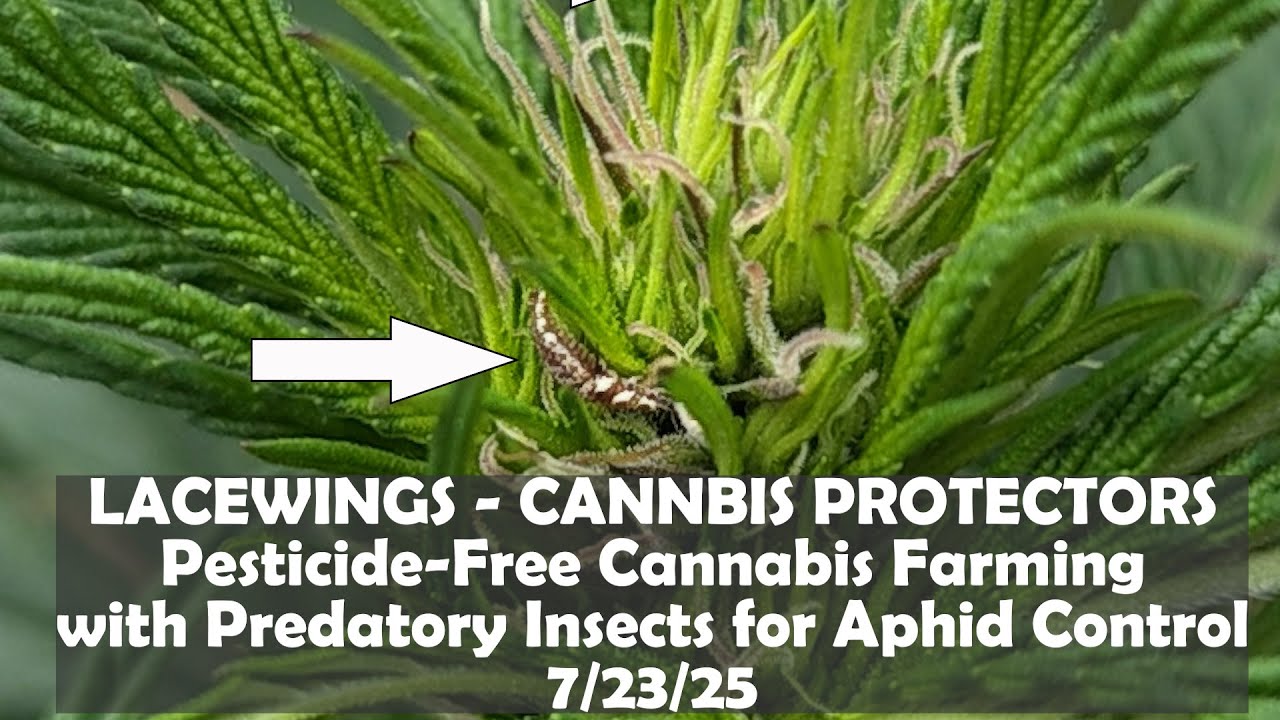 USING LACEWINGS FOR APHID CONTROL ON CANNABIS FARMS