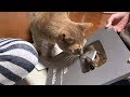 Youtubeから銀の盾が送られてきてました