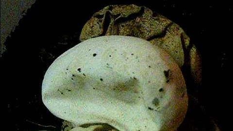 Ball Python egg moving!