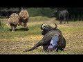 Lion Try To Steal Newborn Buffalo After Mother Buffalo Giving Birth | Animals Protect Fail