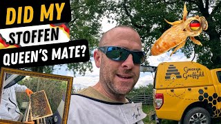 Did My Stöfen Queen Cells Hatch Nuc Yard Inspection & Apiary Maintenance