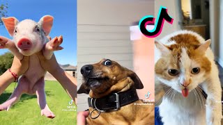 Spinning Pets Trend to August - Taylor Swift🐶🐱🐰🐖🐓