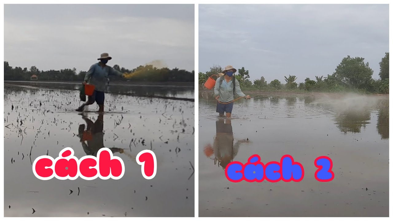 Nên chọn cách nào để diệt ốc bưu vàng trong ruộng lúa Thanhdotv