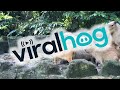 This Cat Grew Up Among Capybaras at a Zoo || ViralHog