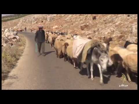 مصاعب تربية الأغنام وقلة المراعي والغلاء في جبل الزاوية