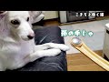 [かく恋棒]って なんじゃそれ?    #新種犬#こまち#孫の手