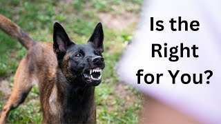 Is the Belgian Malinois Right for You? by Dogmal 733 views 2 months ago 3 minutes, 57 seconds