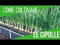 COLTIVARE CIPOLLE | SEMINA 6 VARIETÃ€ DIFFERENTI | ORTO E GIARDINAGGIO