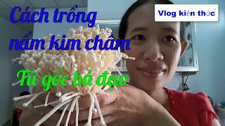 Top 12 cách làm nấm kim châm bằng cà phê đặc sắc nhất năm 2022