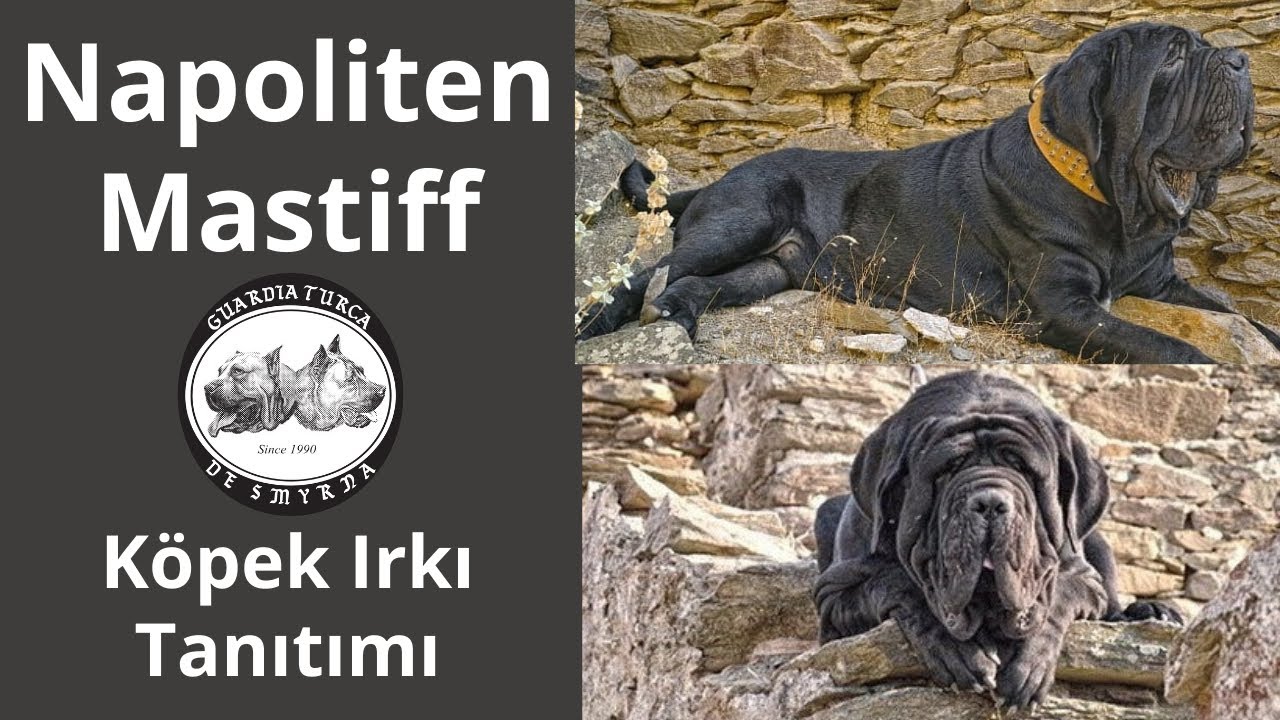 Napoliten Mastiff: Ata Köpek, Tanrı Köpek