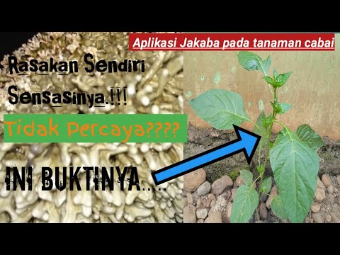 Video: Apa efek luar biasa?